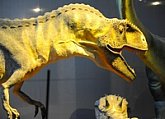 Musée des Dinausaures : http://www.dinosauria.org/fr/
